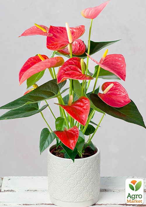 Антуриум (Anthurium) "Shell Coral" высота 20-30см - фото 5