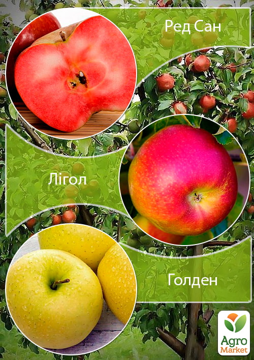 Дерево-сад Яблоня "Ред Сан+Лигол+Голден" 