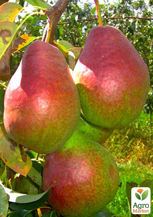 Груша "Сайва" (зимний сорт, поздний срок созревания)