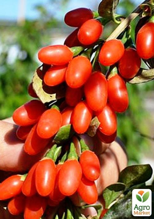 Годжі "Нью Біг" (перехресне запилення, садити по 2 шт)