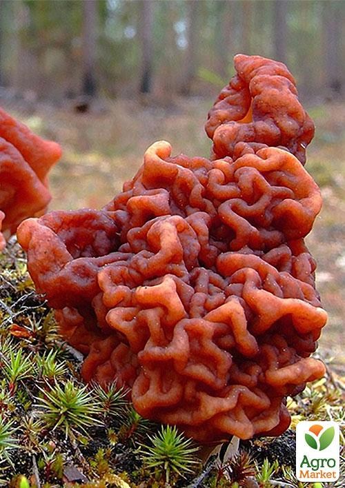 Сухой зерновой мицелий "Строчок обыкновенный" 100г