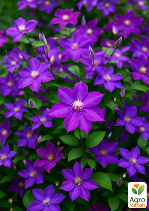 Клематис "Star of India"