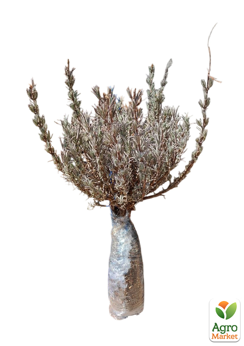 Лаванда английская узколистная "Лоддон Блю" (Loddon Blue) - фото 4