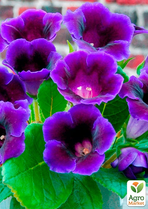 Глоксиния "Violacea" высота 20см - фото 4