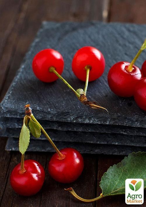 Вишня "Ранній десерт" (літній сорт, ранній термін дозрівання) - фото 3