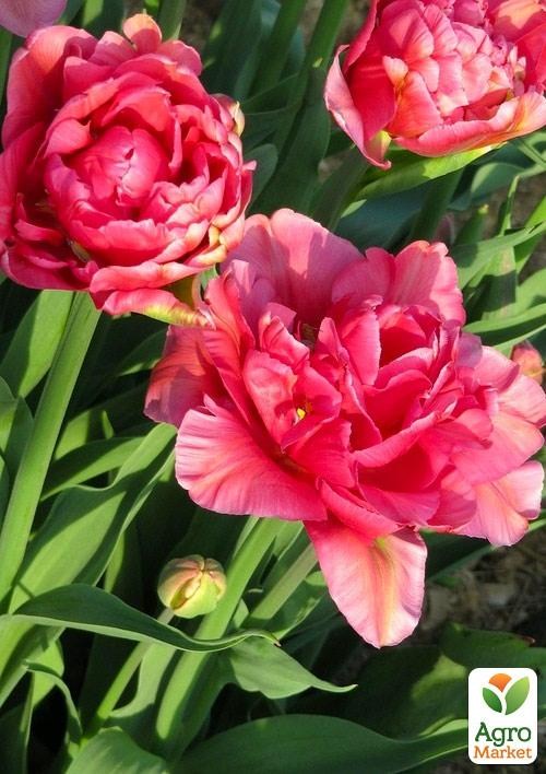 Тюльпан "Chato" 3шт в упаковке