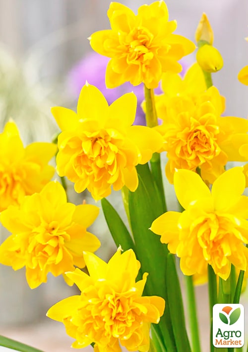 Нарцис "Tete Boucle" укорінений - фото 6