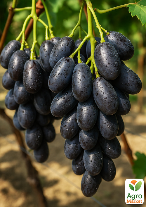 Виноград "Первісток ранній" (ранньостиглий, крупний, морозостійкий)