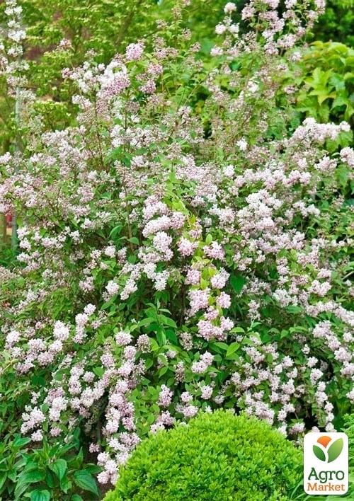 Дейція гібридна "Mont Rose" - фото 3