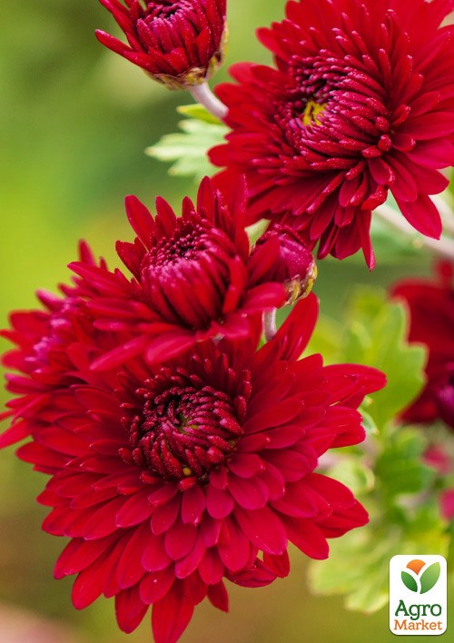 Хризантема мультифлора шарообразная "Diva Rouge" 