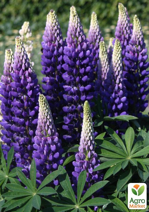 Люпин "Governor"