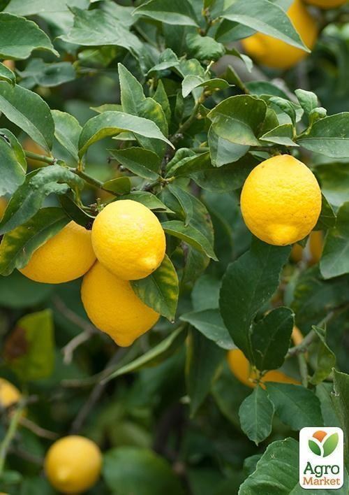 Лимон "Павловский"