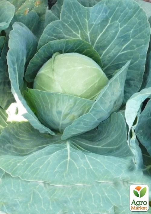 Капуста белокочанная "Пасадена F1" ТМ "Lark Seeds" 2500шт