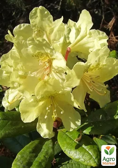 Рододендрон вечнозеленый "Profesor Scholz"