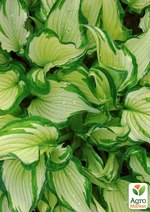 Хоста гібридна "Fortunei Albopicta" С1.5