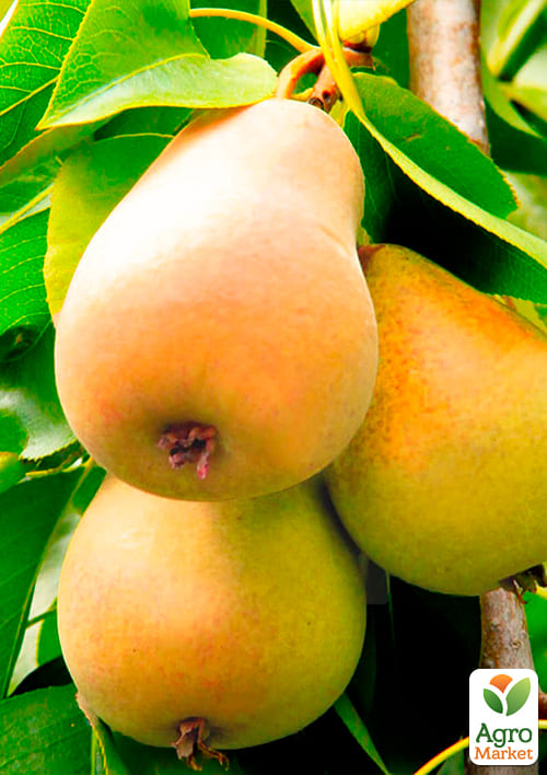 Груша "Талгарская красавица" (осенний сорт, средний срок созревания) - фото 4