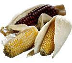 Семена декоративной кукурузы 