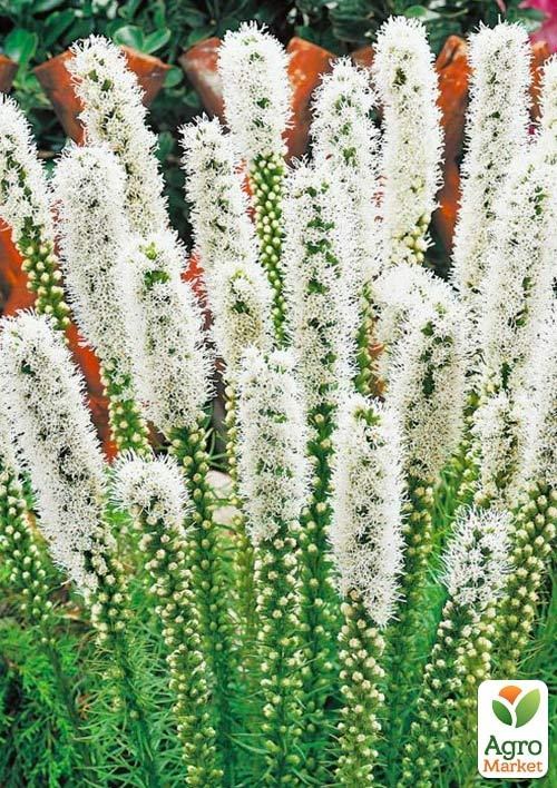 Лиатрис "White"  - фото 2