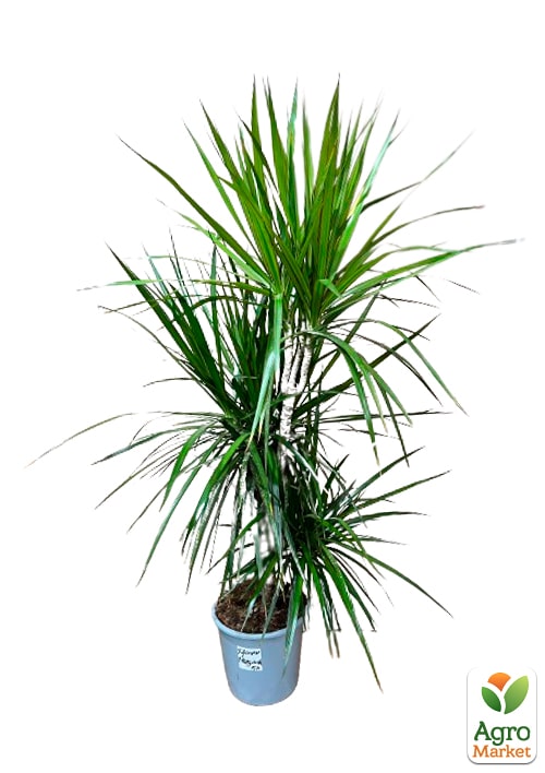 LMTD Драцена "Marginata" (триярусна, висота 130-150см) вазон С5 - фото 6