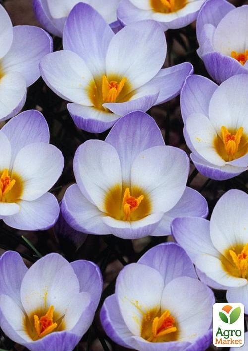 Крокус ботанический "Blue Pearl" (размер 5/7 , средний) - фото 3