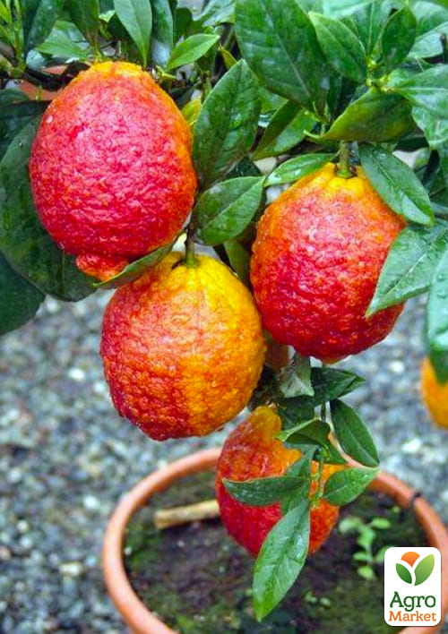 LMTD Лайм красный на штамбе с плодом 3-х летний "Limetta Rossa" (25-45см)