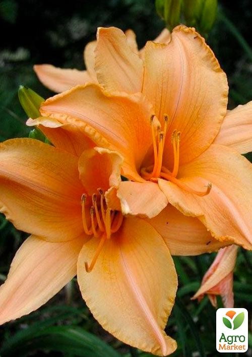 Лілійник "Leprechauns Lase" 1шт в упаковці