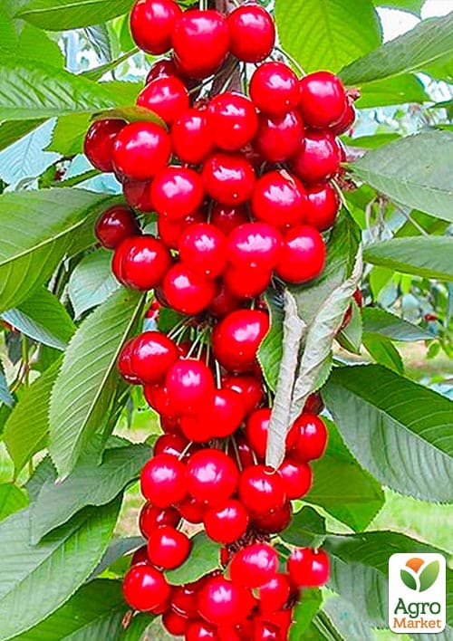 Черешня колоновидная розовая "Сабрина" - фото 2