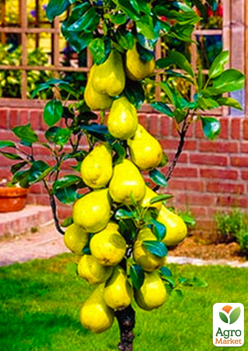 Груша колоновидная "Сапфира" Эксклюзив