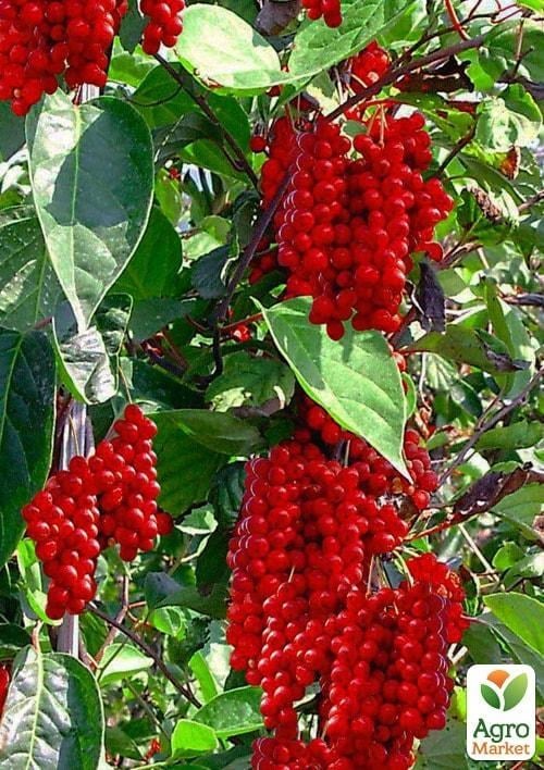 Лимонник китайський "Schisandra chinensis" (середнього терміну дозрівання)