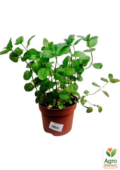 Мята Мандариновая "Menta Thahi"  - фото 5