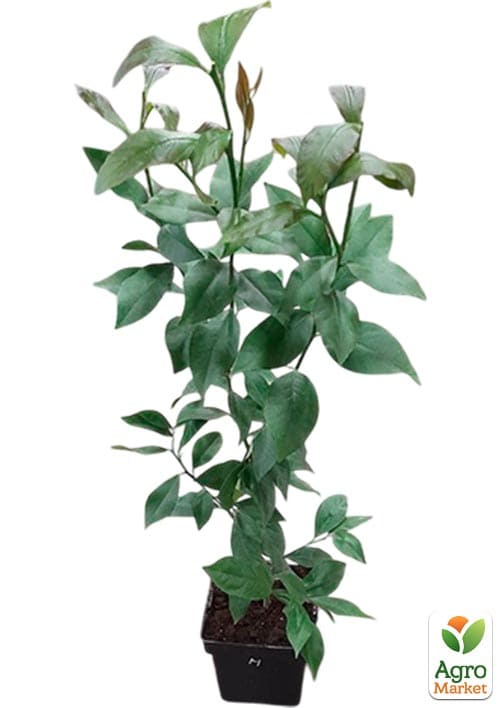 Лимон "Флорентина"  (саженец 3 года) высота 70-90см - фото 5