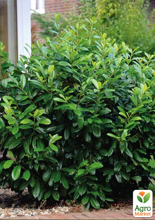 LMTD Лавровишня 6-летняя "Caucasica" 100-120см - фото 3