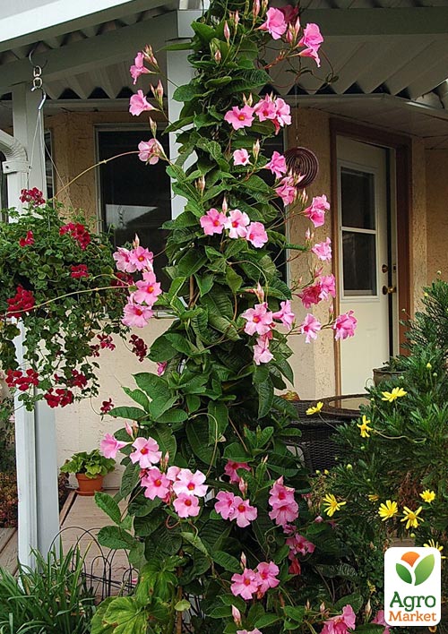 Дипладения (Mandevilla) "Early Pink" (цветущая лиана)