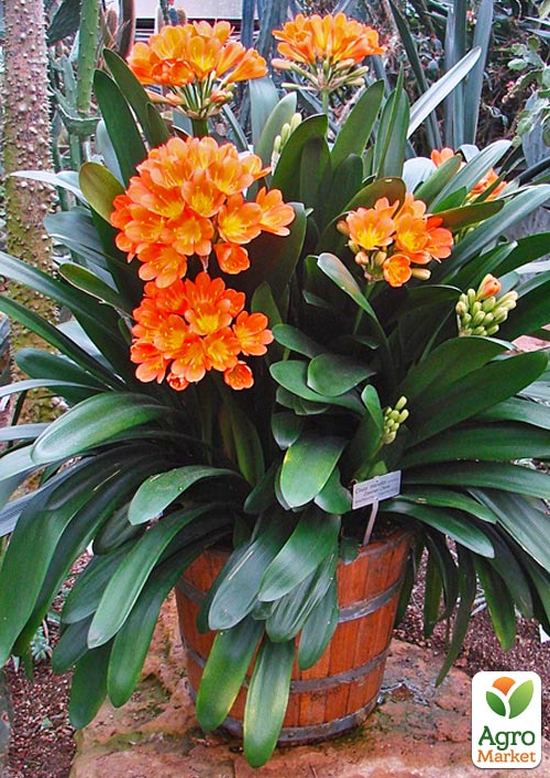 Клівія "Clivia miniata" (вічнозелена багаторічна кімнатна рослина) - фото 6