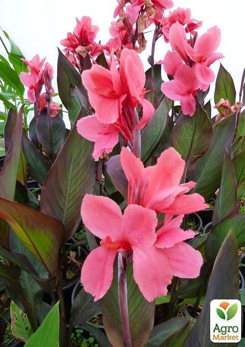 Канна "Pink President" 1шт в упаковке