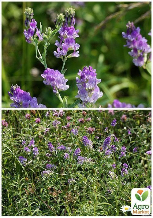 На развес Люцерна ТМ "Весна" цена за 50г - фото 4