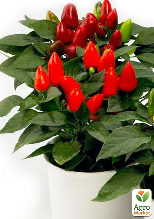 Капсикум Сальса "Red"