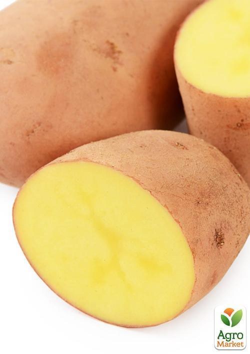 Насіннєва рання картопля "Вівіана" (на варіння, 1 репродукція) 1кг - фото 3
