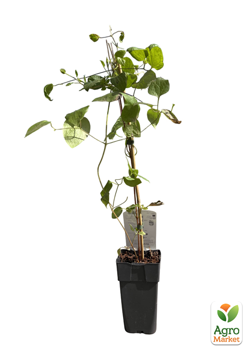 LMTD Клематис 2-х летний "Jackmanii" (высота 40-60 см) - фото 6