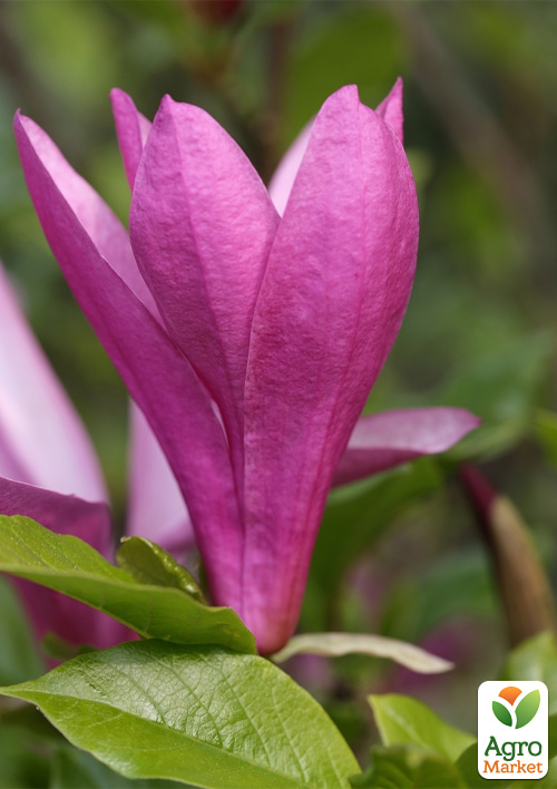 LMTD Магнолия "Susan" 5-и летняя (высота 100-110см) - фото 6