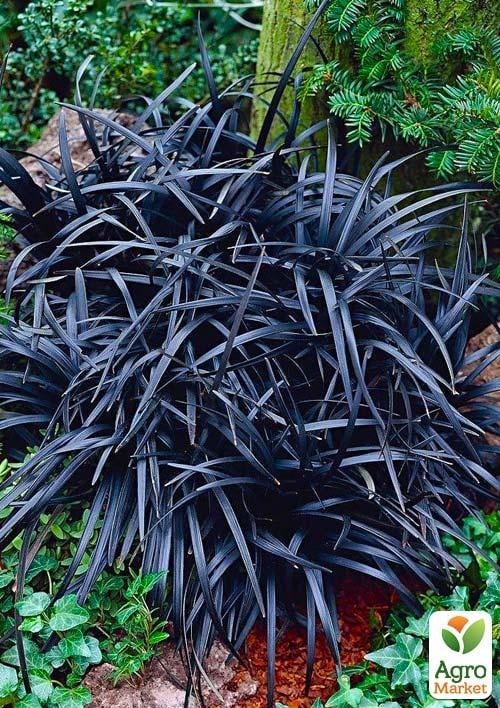 Офіопогін плоскострілий "Black Dragon"