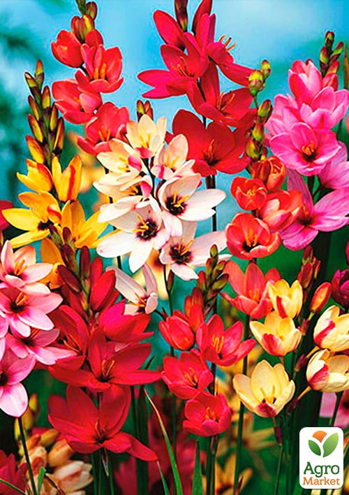 Иксия "Mix" 5шт в упаковке - фото 2