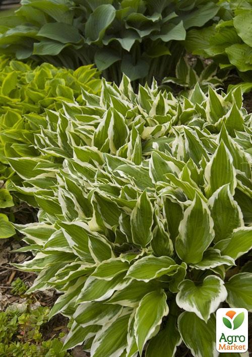 Хоста "Undulata Albomarginata"  - фото 4