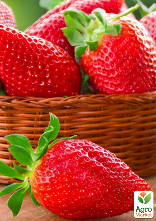 Клубника "Мальга" (Malga) (ранний,  ремонтантный, крупноплодный сорт) - фото 5