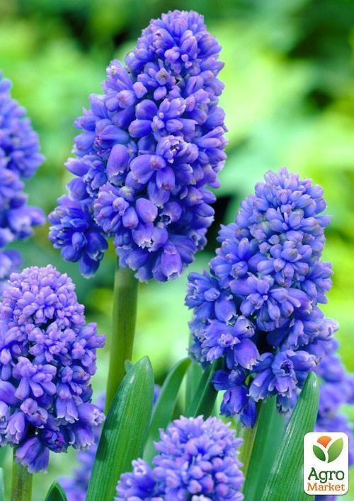 Мускари "Blue Spike"