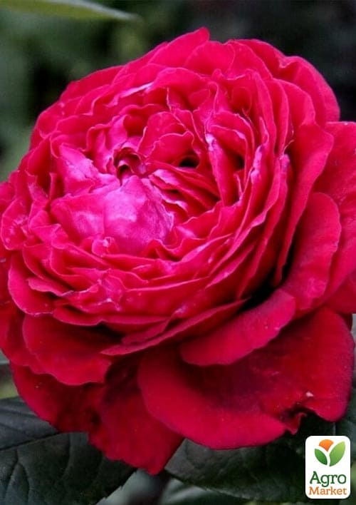 Роза флорибунда "4 ветров"(Rose des 4 Vents) (саженец класса АА+) высший сорт
