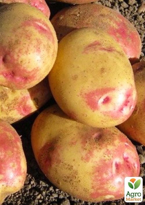 Картопля "Пікассо" насіннєва пізньостигла  (1 репродукція) 1кг