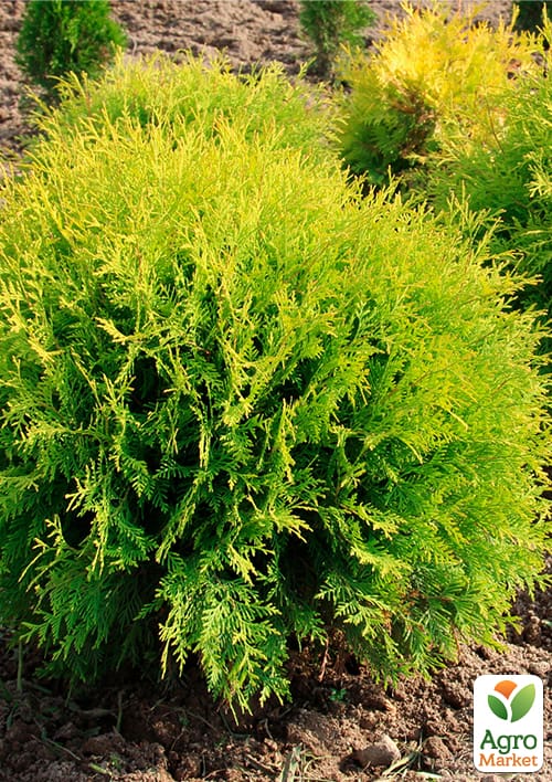 Туя західна "Mirjam", С7.5 діаметр 25-30 см