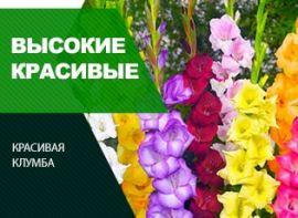 Посадка гладіолусів: поради - корисні статті про садівництво від Agro-Market