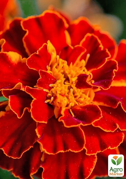 На развес Бархатцы "Красный бархат" ТМ "Весна" цена за 2г - фото 2